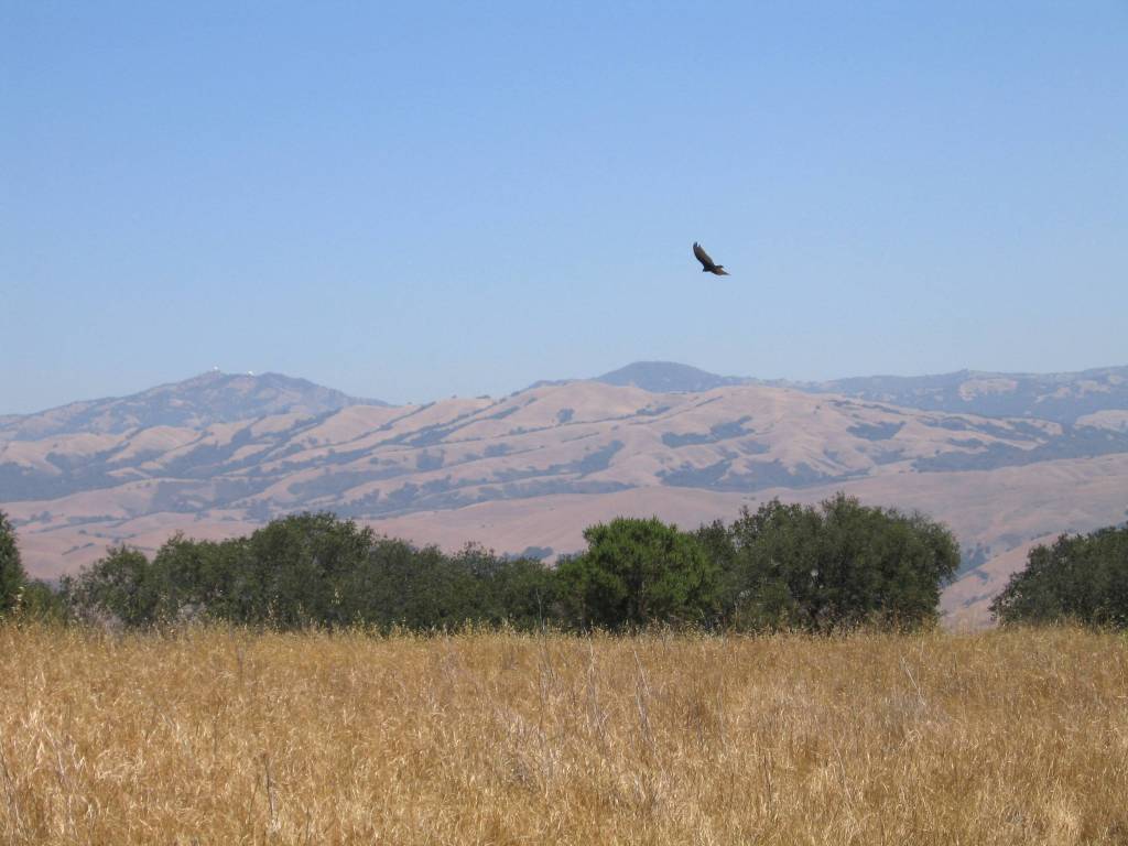 A scenic landscape featuring rolling hills under a clear blue sky, with a single bird flying above a field of dry grass and scattered trees.