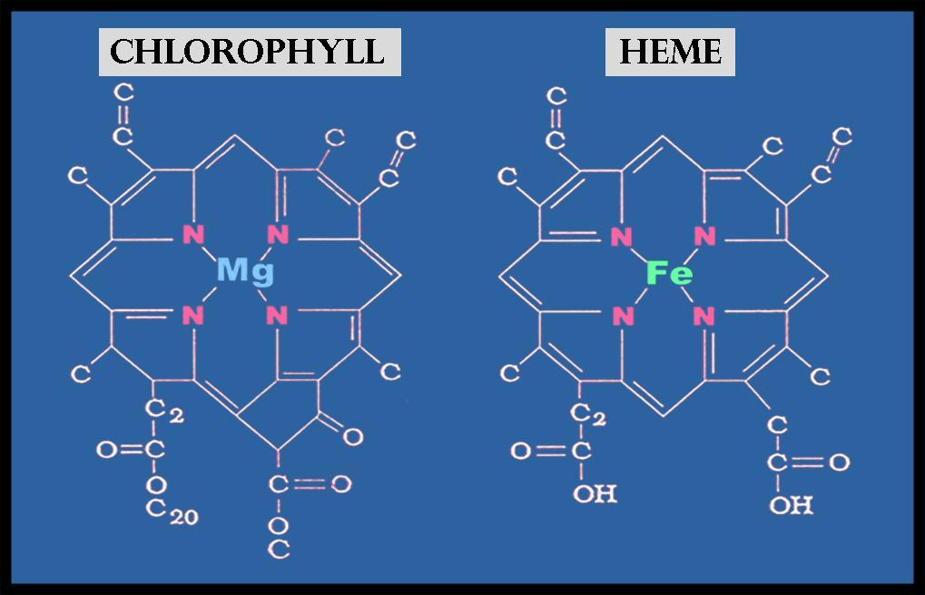Chemical structures of chlorophyll and heme, highlighting magnesium in chlorophyll and iron in heme on a blue background.