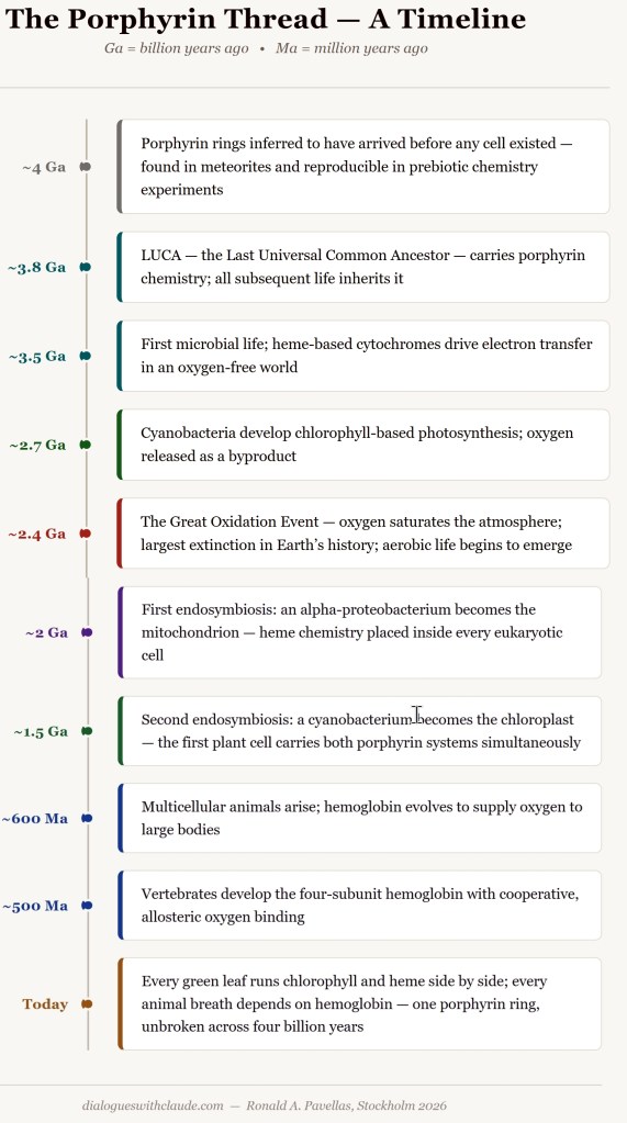 A timeline illustrating the evolution of porphyrin chemistry from 4 billion years ago to the present, highlighting key events such as LUCA, the Great Oxidation Event, and the development of multicellular organisms and hemoglobin.